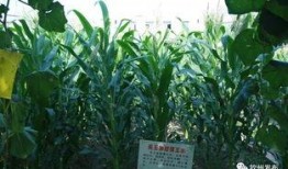 网红打卡地学校吃瓜,网红打卡地校园美食风云录